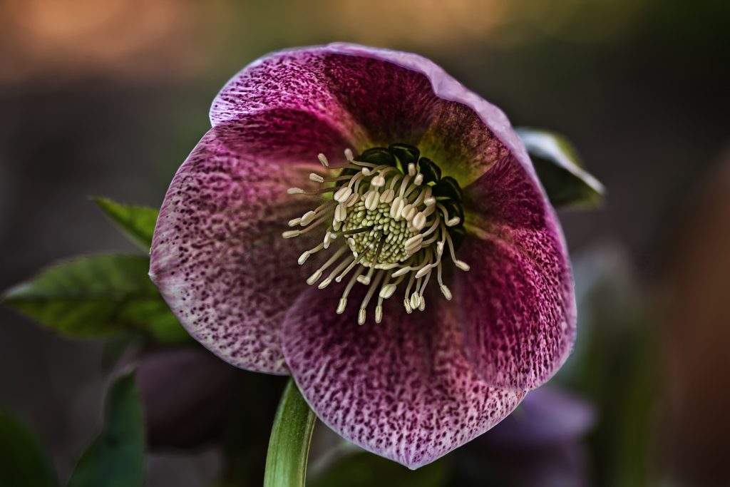 hellebore festival